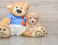 5 week old Poochon Puppy For Sale - Florida Fur Babies