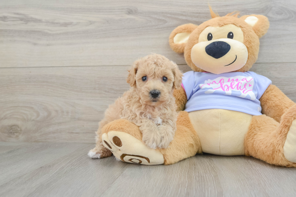 Adorable Bichpoo Poodle Mix Puppy