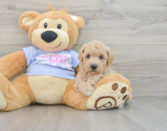 5 week old Poochon Puppy For Sale - Florida Fur Babies