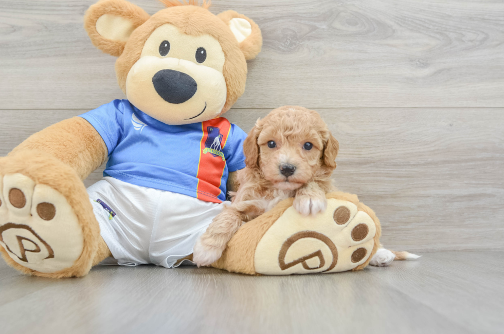 6 week old Poochon Puppy For Sale - Florida Fur Babies