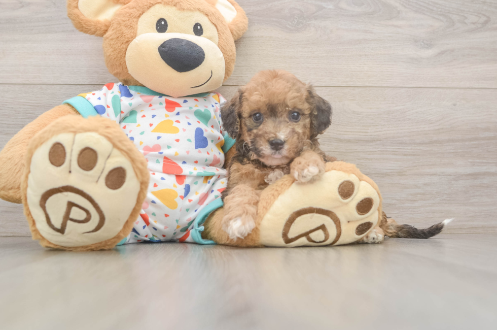 5 week old Poochon Puppy For Sale - Florida Fur Babies