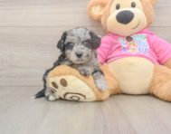 6 week old Poochon Puppy For Sale - Florida Fur Babies