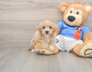 5 week old Poochon Puppy For Sale - Florida Fur Babies