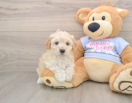 5 week old Poochon Puppy For Sale - Florida Fur Babies