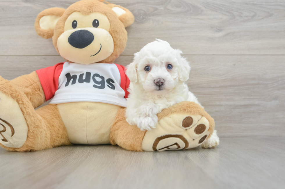 5 week old Poochon Puppy For Sale - Florida Fur Babies