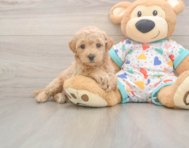 7 week old Poochon Puppy For Sale - Florida Fur Babies