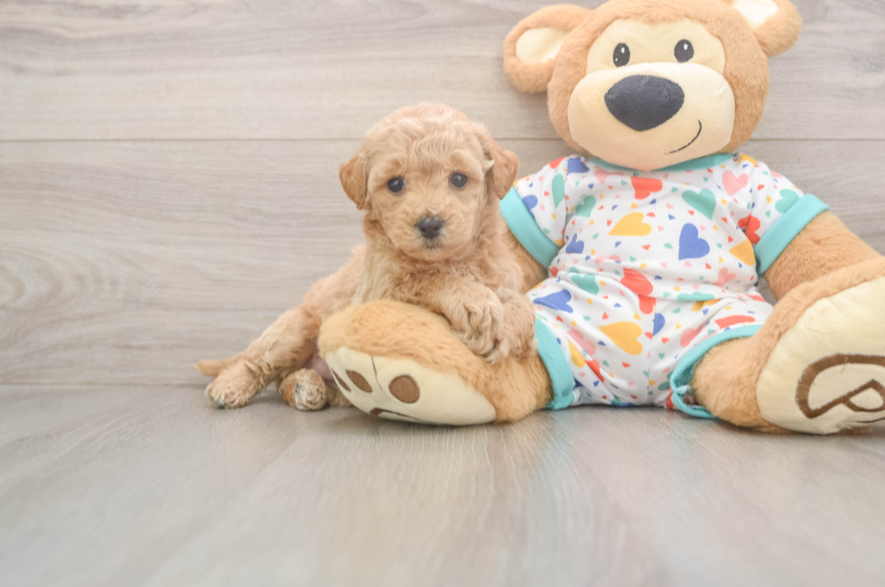6 week old Poochon Puppy For Sale - Florida Fur Babies
