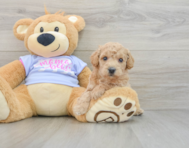 5 week old Poochon Puppy For Sale - Florida Fur Babies