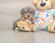 7 week old Poochon Puppy For Sale - Florida Fur Babies
