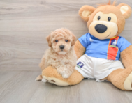 5 week old Poochon Puppy For Sale - Florida Fur Babies