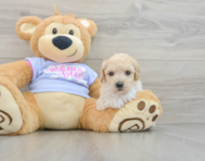 5 week old Poochon Puppy For Sale - Florida Fur Babies