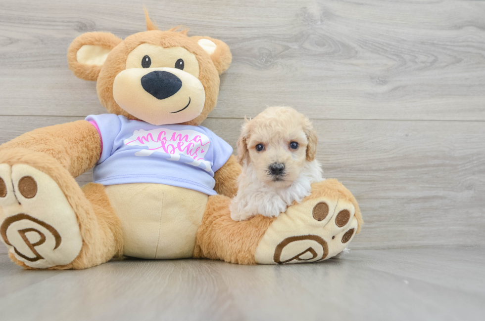 5 week old Poochon Puppy For Sale - Florida Fur Babies