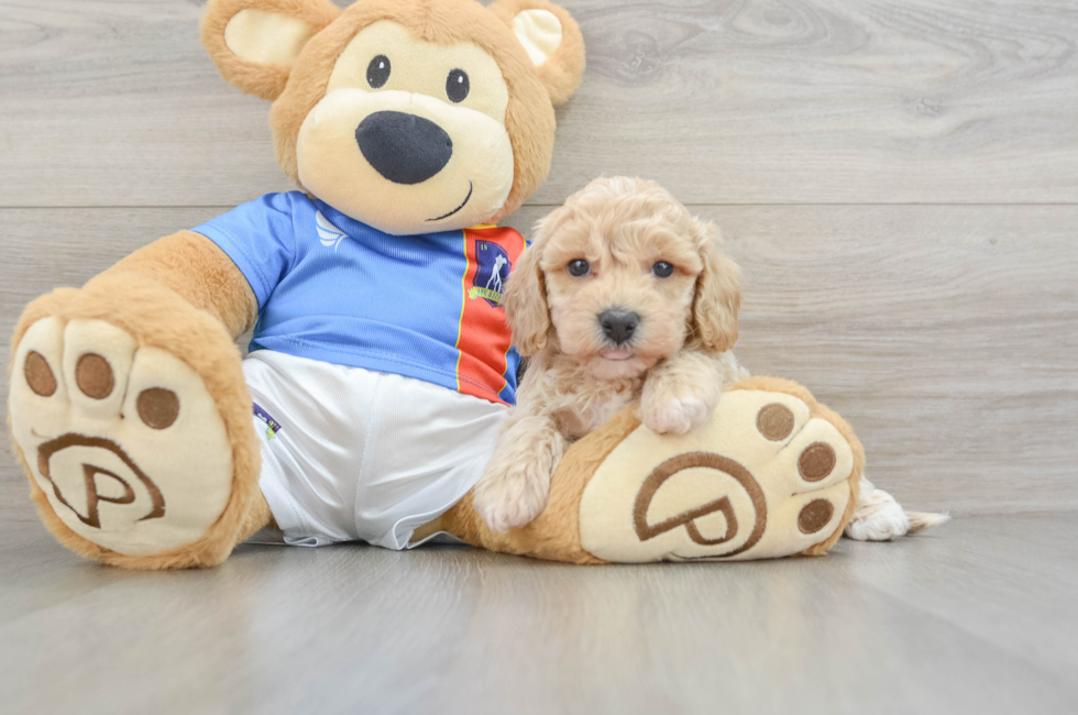 6 week old Poochon Puppy For Sale - Florida Fur Babies