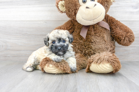 Cute Poochon Poodle Mix Pup