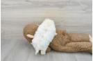 Fluffy Poochon Poodle Mix Pup