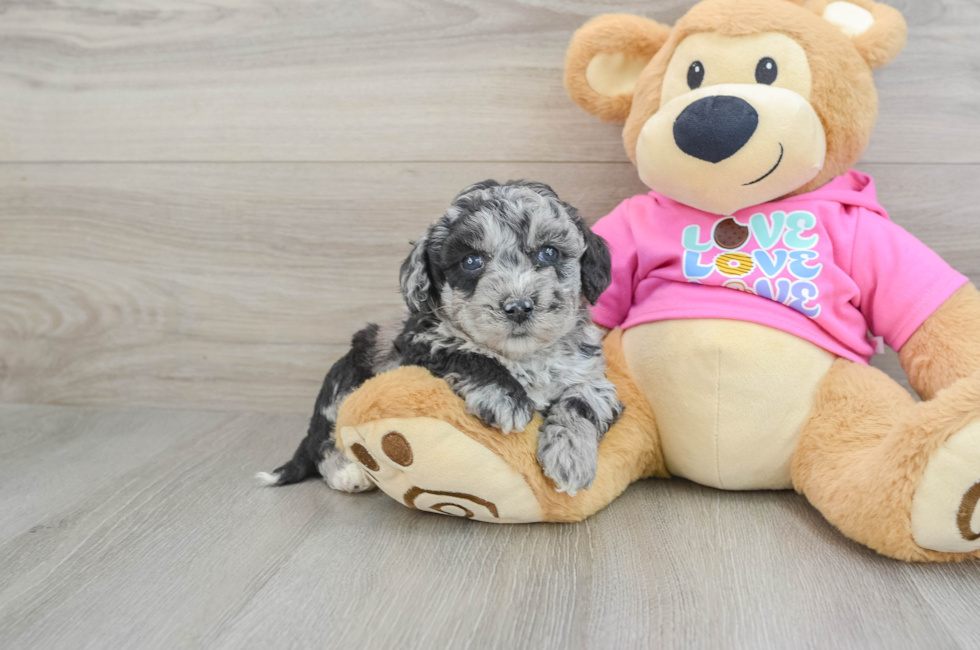 5 week old Poochon Puppy For Sale - Florida Fur Babies