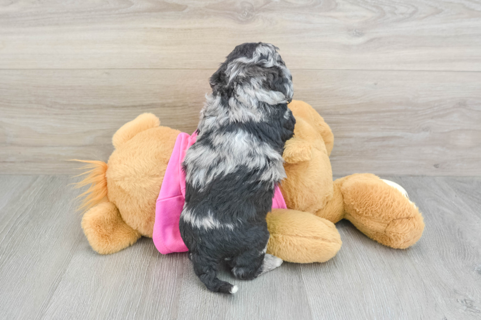 Poochon Puppy for Adoption