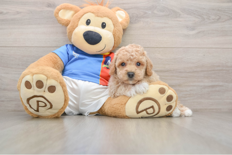 Poochon Puppy for Adoption