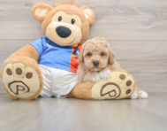 5 week old Poochon Puppy For Sale - Florida Fur Babies