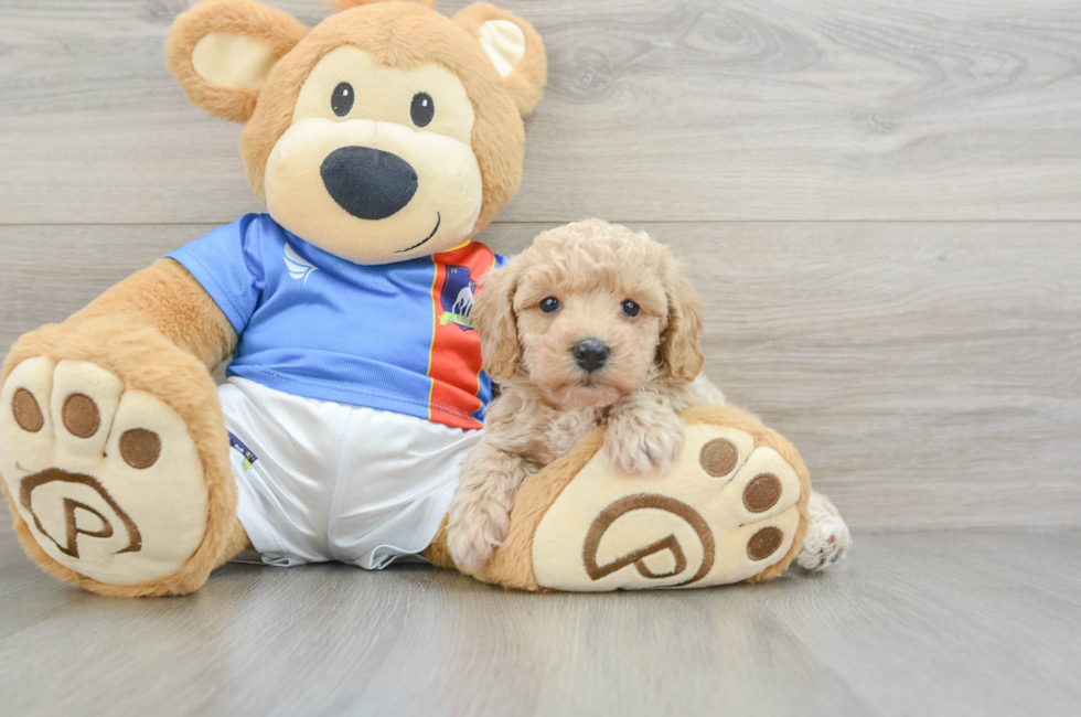 6 week old Poochon Puppy For Sale - Florida Fur Babies