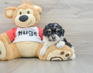 7 week old Poochon Puppy For Sale - Florida Fur Babies