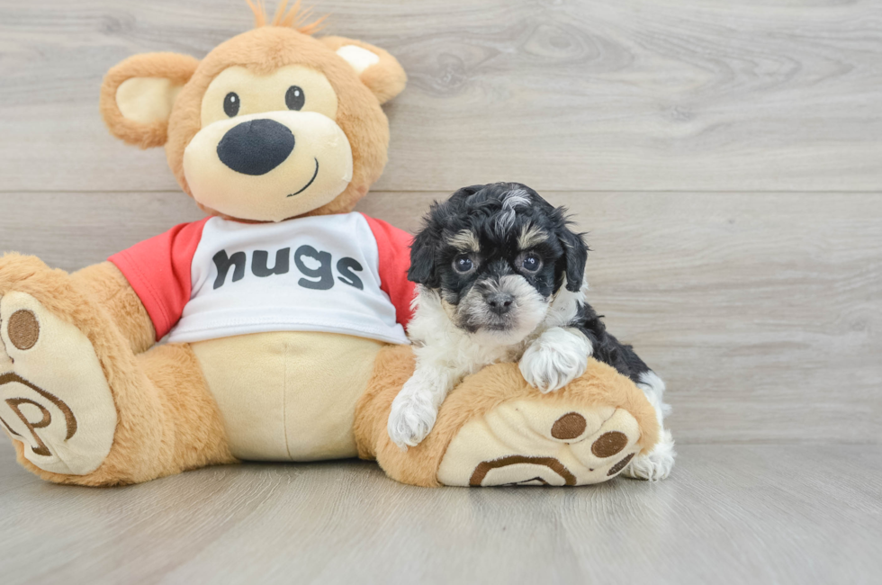 5 week old Poochon Puppy For Sale - Florida Fur Babies