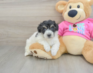 6 week old Poochon Puppy For Sale - Florida Fur Babies