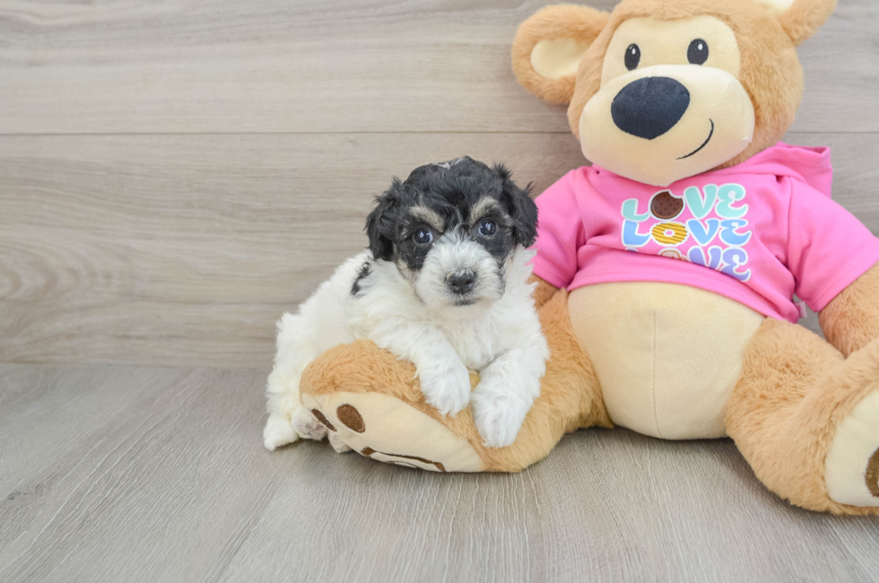 5 week old Poochon Puppy For Sale - Florida Fur Babies