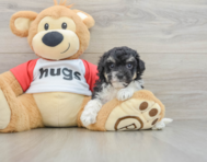 7 week old Poochon Puppy For Sale - Florida Fur Babies
