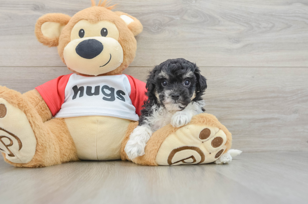 5 week old Poochon Puppy For Sale - Florida Fur Babies