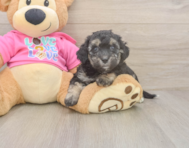 7 week old Poochon Puppy For Sale - Florida Fur Babies