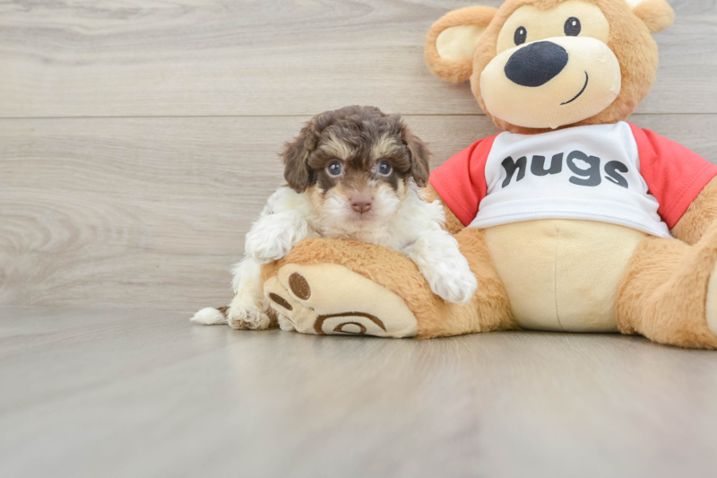 Meet Lola - our Poochon Puppy Photo 1/3 - Florida Fur Babies