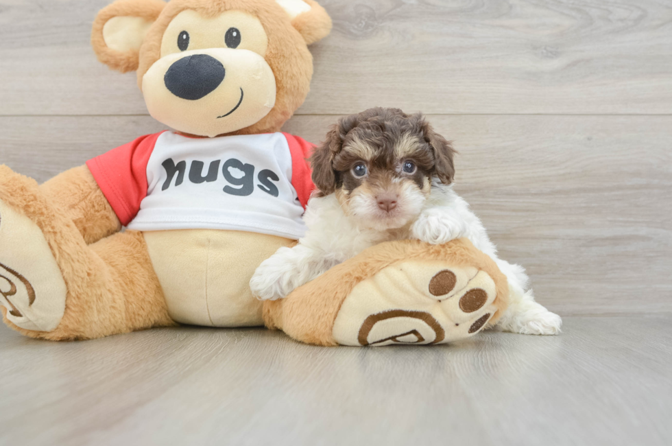 5 week old Poochon Puppy For Sale - Florida Fur Babies