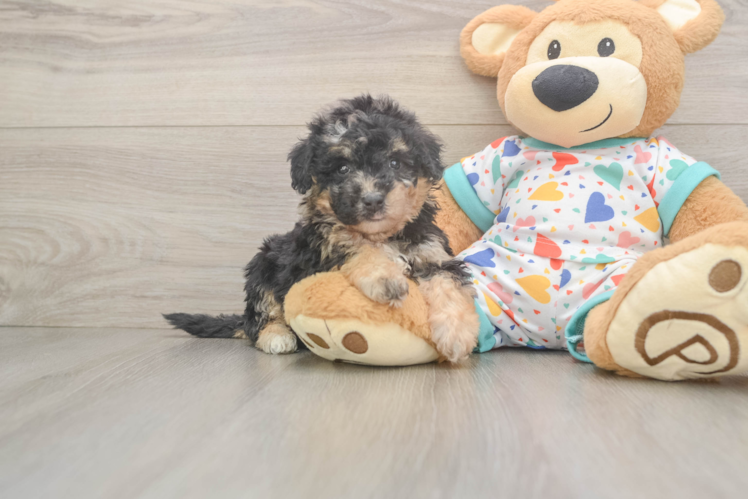 Adorable Bichpoo Poodle Mix Puppy