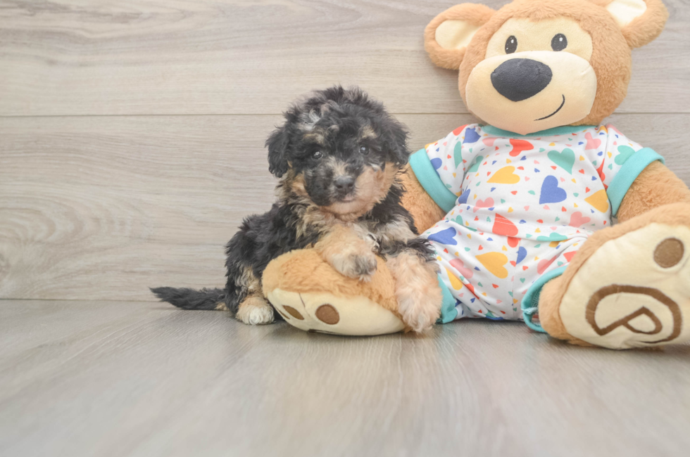 5 week old Poochon Puppy For Sale - Florida Fur Babies