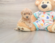 8 week old Poochon Puppy For Sale - Florida Fur Babies