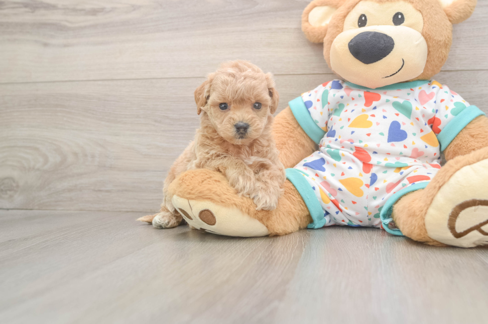 6 week old Poochon Puppy For Sale - Florida Fur Babies