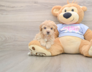 5 week old Poochon Puppy For Sale - Florida Fur Babies