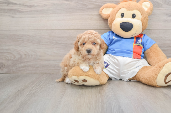 Poochon Pup Being Cute