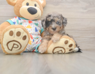 8 week old Poochon Puppy For Sale - Florida Fur Babies