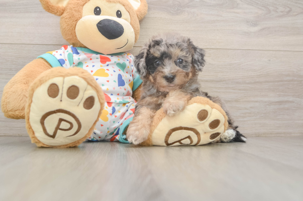5 week old Poochon Puppy For Sale - Florida Fur Babies