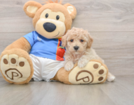 6 week old Poochon Puppy For Sale - Florida Fur Babies