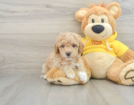 6 week old Poochon Puppy For Sale - Florida Fur Babies