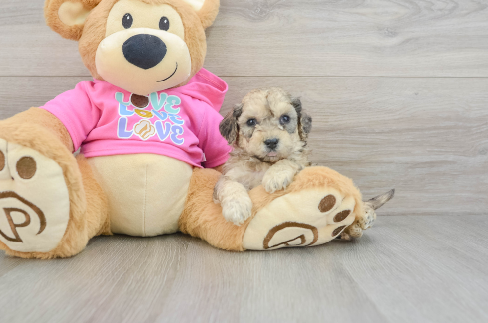 5 week old Poochon Puppy For Sale - Florida Fur Babies