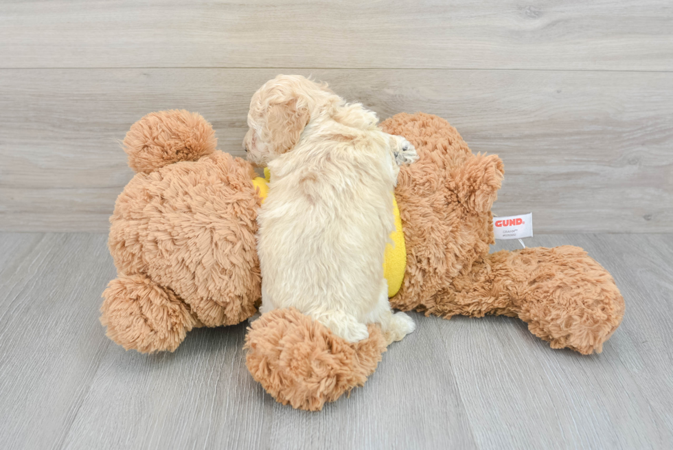 Best Poochon Baby