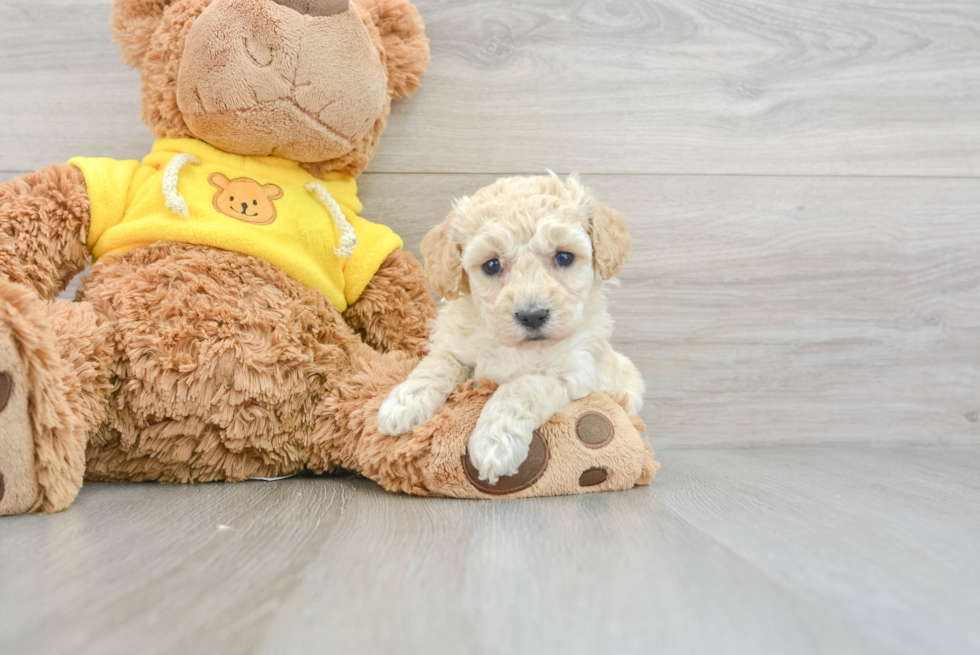 Energetic Bichpoo Poodle Mix Puppy