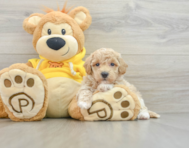 7 week old Poochon Puppy For Sale - Florida Fur Babies