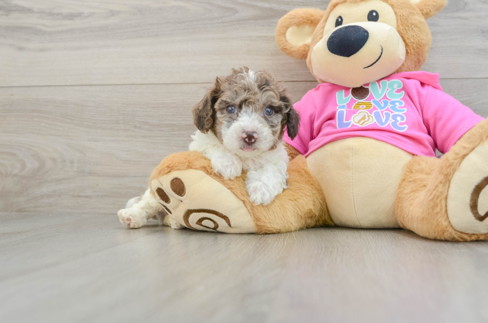 6 week old Poochon Puppy For Sale - Florida Fur Babies