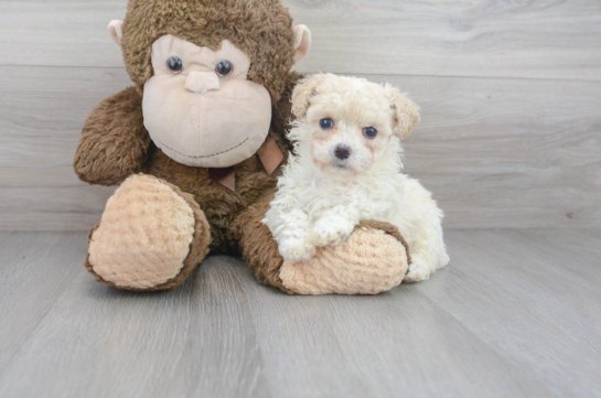 30 week old Poochon Puppy For Sale - Florida Fur Babies