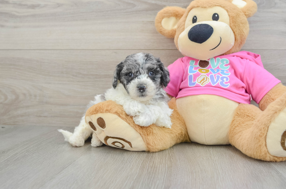 5 week old Poochon Puppy For Sale - Florida Fur Babies